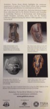 Evolution Torres Strait Masks Exhibition Flyer